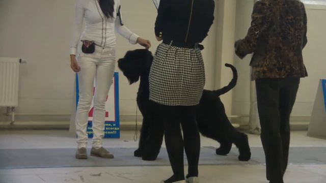 кобель промежуток барик