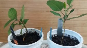 Бонсай  как утолщить ствол двумя способами  Bonsai how to thicken the trunk in two ways