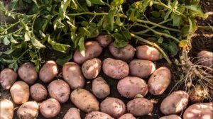 Картофель Удача, Ред Скарлет, Беллароза: популярные сорта российской и зарубежной селекции
