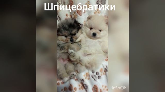 InShot_20230318_121736586.mp4