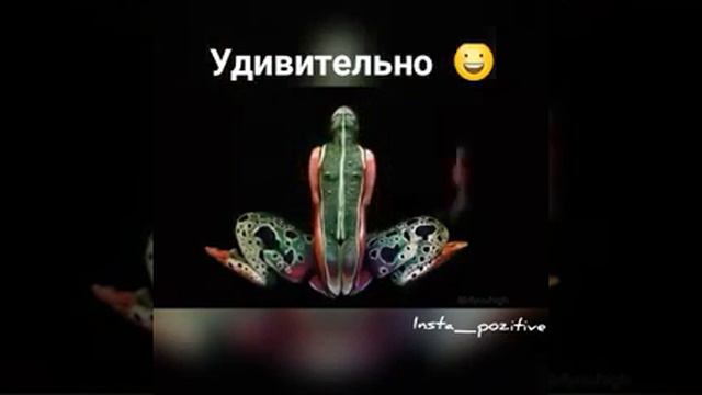 Люди изображают животных смотреть онлайн