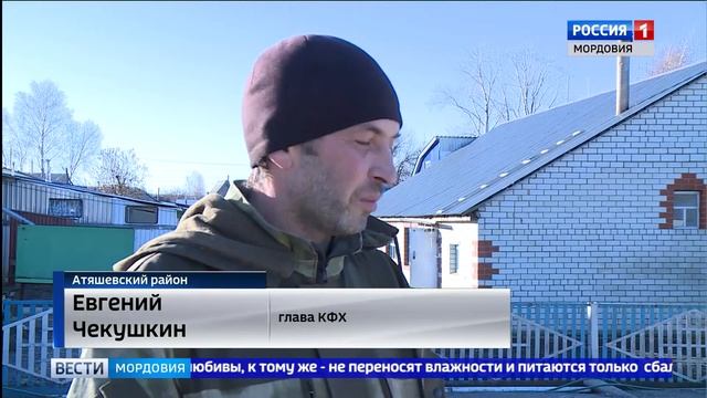 Фермеры из Атяшева начали производить мясо французских индюков смотреть онлайн