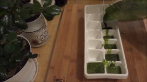 Natural Spinach Cubes for Weightloss Smoothies