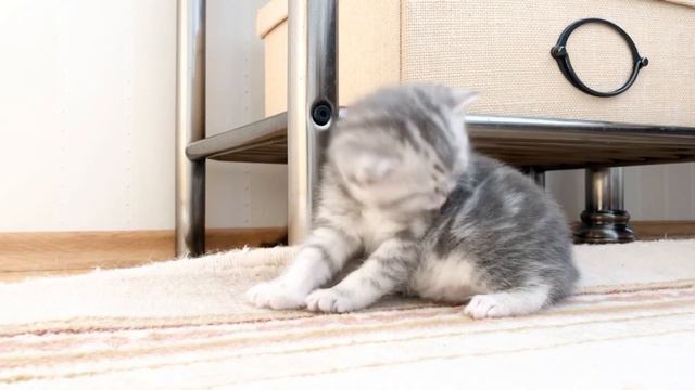 British Tiny Kitten Is Washing Herself. Маленький котёнок девочка моется. смотреть онлайн