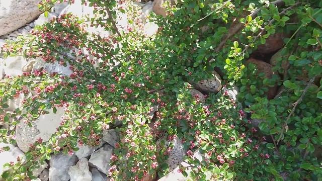 Сад на 9 мая! Древовидный пион, сирень , спирея Вангута смотреть онлайн