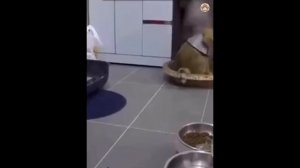 весёлые животные кошки и собаки 
наши пушистые друзья