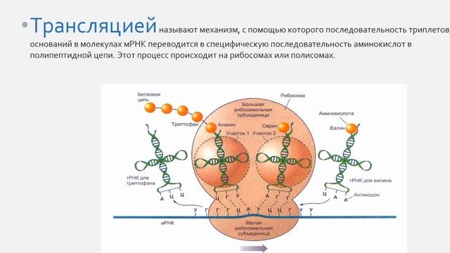 практическое 6. Генетический код. Этапы реализации генетической информации