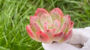 Echeveria ‘Madonna’