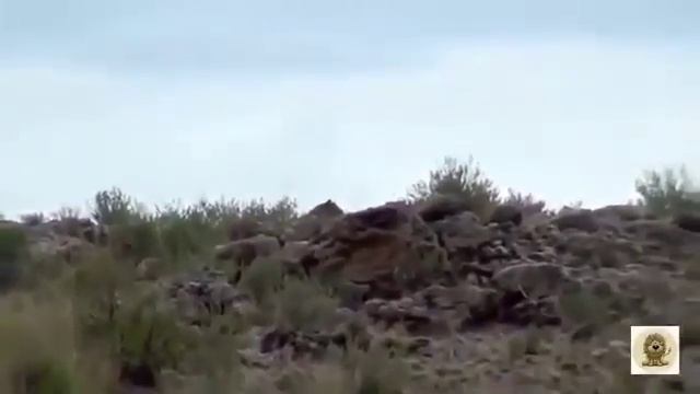 ЯГУАР против АНАКОНДЫ Jaguar vs Anaconda смотреть онлайн