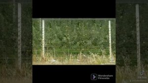 Карликовые САДЫ в Кабардино-Балкарии