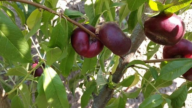 Інжирний нектарин Донат. Nectarine Donat. М'якоть просто білий мед!