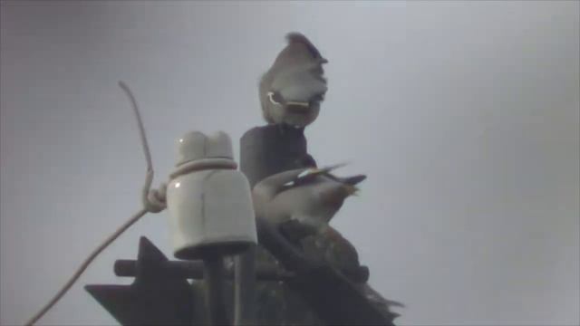 Свиристель - птица с ирокезом. смотреть онлайн