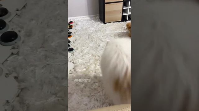 Dog asks owner for more play #flambothedog #dog