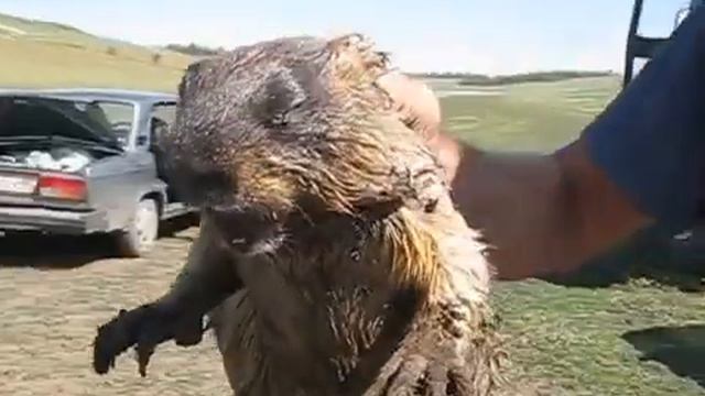 Как кричит сурок смотреть онлайн