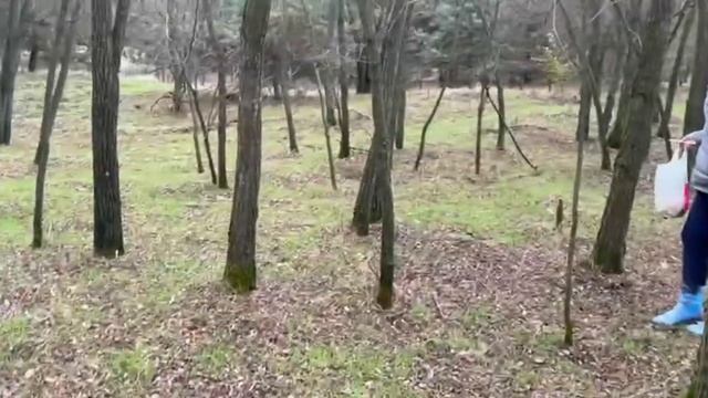 Вывезли друзей в лес за грибами, грибов Валом, разнообразие Шикарное-миллионы Белых грибов! смотреть онлайн