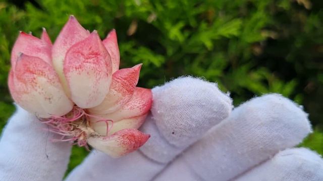 Echeveria Agavoides Floriana смотреть онлайн