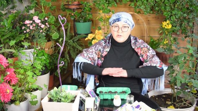Правильный посев эустомы. Взойдет 100%! Как выращивать эустомы и когда начинать посевы