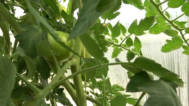 Честный обзор томатов в теплице. Выбираем жароустойчивые урожайные сорта. Часть 1 . Июль 2021 смотреть онлайн