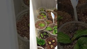 Черная мошка жрет гортензии. Эта дрянь уничтожит всю рассаду.  Мой опыт борьбы.