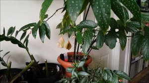 Begonia "Albo-Picta", a presentation