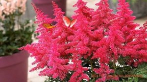 Астильба арендса Биг Бэнд ? арендса астильба Биг Бэнд обзор: как сажать, саженцы астильбы Биг Бэнд