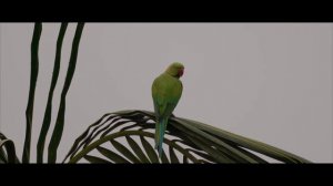 Rose ringed parakeet using Sony 200-600mm G lens