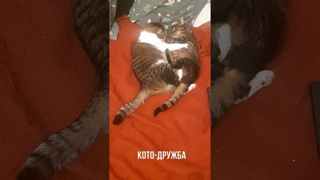 Коты в обнимку