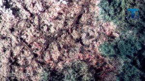 Самые полезные инструменты для дома и сада