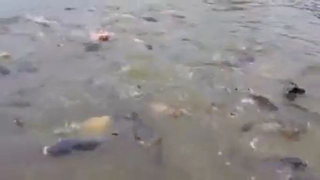 Рыбалка клев.