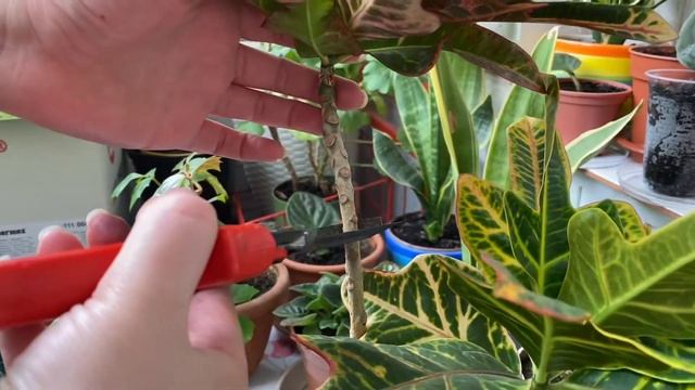 Размножение кротона черенками смотреть онлайн