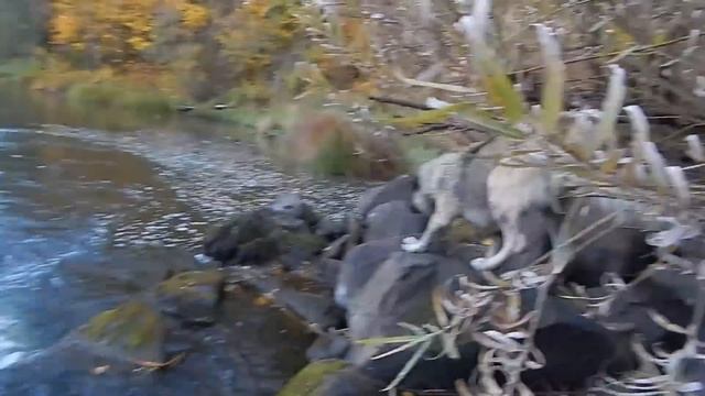 СТАРАЯ УСАДЬБА 
есть она или её нет? на поиски! МЕЛЬНИЦА? смотреть онлайн