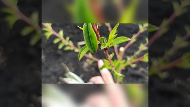 Обрезка персиков однолеток. смотреть онлайн