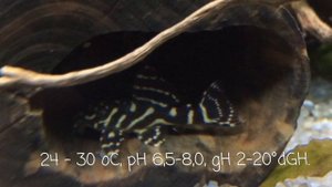 ГИПАНЦИСТРУС L-340 mega clown pleco!!!