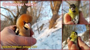 Ловля певчих птиц. Дубонос и чижи. Catching songbirds. Coccothraustes coccothraustes and Siskins.