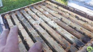 АВСТРИЙСКАЯ КАРНИКА\ ÖSTERREICHISCH CARNICA