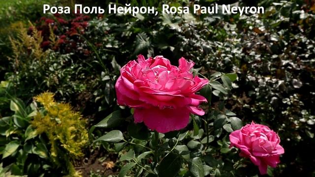 Розы - 8 сортов с самым крупным цветком 15-20 см! Сила + мощь + аромат + обильное цветение.