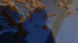 Инкубация икры форели .