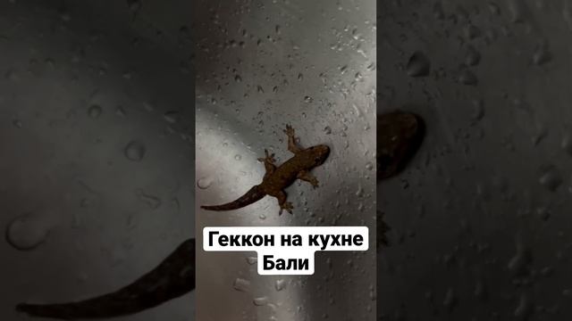 Гекконы на Бали, жители кухни, кто ест тараканов?