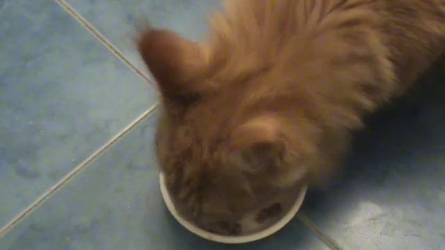 А говорили, ничего не ест, все время спит))) смотреть онлайн