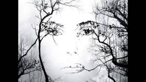 Можжевеловый куст