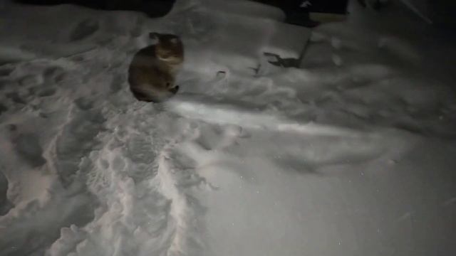 31 января 2021 г. Камышовый кот Василий, снегопад, всё замело,💯🐈 смотреть онлайн