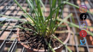 Chives Explained! (Allium schoenoprasum)