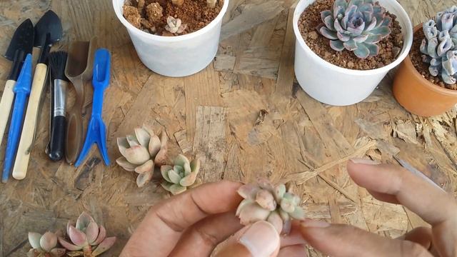 || xGRAPTOVERIA AVOCADO CREAM || CARE TIPS || смотреть онлайн