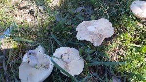 Красота ! Апрельские синеножки ! Сбор грибов в Крыму  - 15 апреля 2021 года.