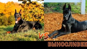 КТО СИЛЬНЕЕ!Доберман против немецкого дога!//батл собак//(A.B.B)