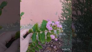 Индийская сирень из черенка. Лагистремия ( Lagerstroemia).