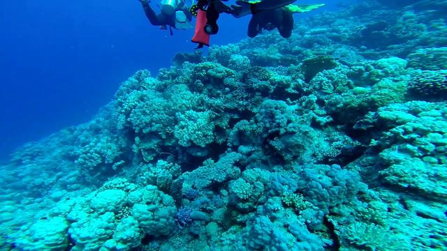 Дайвинг с Калужским подводным клубом, май 2014, юг Красного моря смотреть онлайн