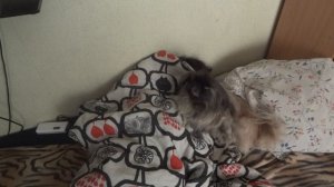 Пекинес скулит