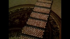 Закладка яиц в инкубатор РЕМИЛ.