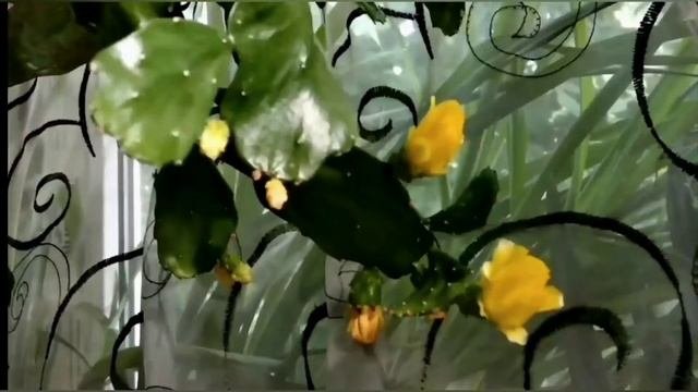 Мало кто видел: цветущее Кактус -дерево Бразилиоопунция древовидная в домашних условиях- 3,2 метра